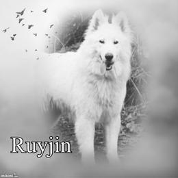 Berger Blanc Suisse and German Shepherd Puppies from Vom Hundhaus German Shepherds