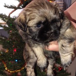 Pollie - Brindle male Shih Tzu puppy in Palmyra, New York from Karen's Tzus of Palmyra-Macedon