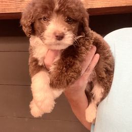 Gus - Brown and white male Sheepadoodle puppy in Winfield, Alabama from Rose Lane Doodles