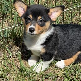 Girl 4 - Black and tan female Pembroke Welsh Corgi puppy in Sterling, Connecticut from Corgi Cottage