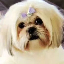 June - Shih Tzu