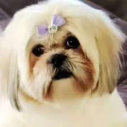 June - Shih Tzu