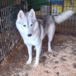 Gemini - Siberian Husky
