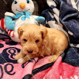 Penny - Wheaten female Miniature Schnauzer puppy in Brigham, Utah from Onesmallschnauzer