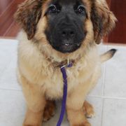 Leonberger Puppies from Bluebonnet Leos