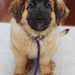 Leonberger Puppies from Bluebonnet Leos