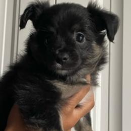 Miniature Australian Shepherds from Pale Moon Aussies