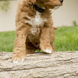 Krew - Red  Goldendoodle puppy in Mona, Utah from Utah Golden-doodles