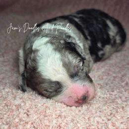 Aussiedoodle puppies from Jam's Doodles And Poodles