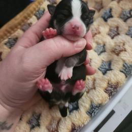 Remmi - Black and tan male Chihuahua puppy in Ashtabula, Ohio from Paw's & Awe's Chihuahuas