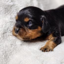 Boy 4 - Black and tan male Cavalier King Charles Spaniel puppy in Pennsylvania from Breezy Valley Siberians
