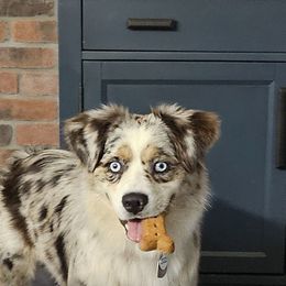 Indy - Miniature Australian Shepherd