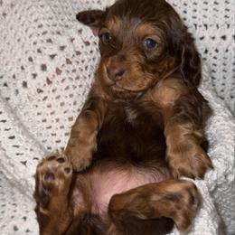 Girl 1 - Chocolate and tan female Dachshund puppy in Laurel, Mississippi from BB's Dotsies