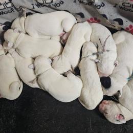Girl 3 - White and black female Dalmatian puppy in Conrath, Wisconsin from JSF Dalmatians LLC