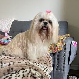 Willow - Shih Tzu