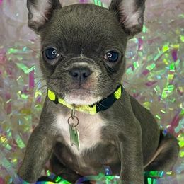 Bulldogs and French Bulldogs from Atlanta Bulldogs