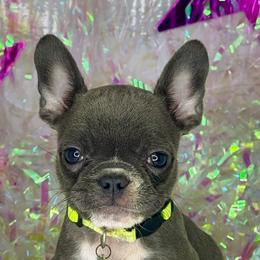 Bulldogs and French Bulldogs from Atlanta Bulldogs