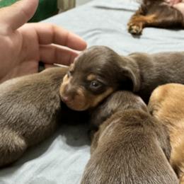 Dachshund Puppies from Johnson’s Weiner Farm
