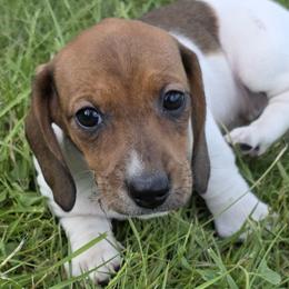 Darby - Piebald female Dachshund puppy in Salem, Oregon from Long'd Fore Dachshunds