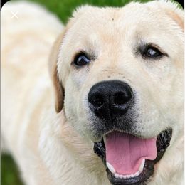 Labrador Retriever Puppies from ROCK CREEK LABRADORS