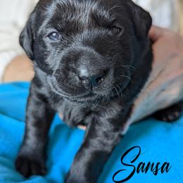 Labrador Retriever Puppies from Dorothy's Labrador Retrievers