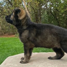 German Shepherd and Miniature American Shepherd Puppies from Von Südwest German Shepherds and Mini American Shepherds