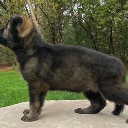German Shepherd and Miniature American Shepherd Puppies from Von Südwest German Shepherds and Mini American Shepherds