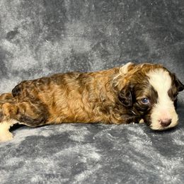 Girl 1 - Sable female Aussiedoodle puppy in Alabama from SBA Aussies