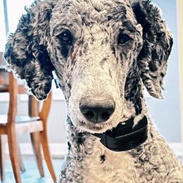 Labradoodles from Nikki Shubert