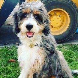 Millie - Australian Mountain Doodle