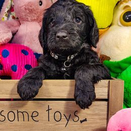 Goldendoodle Puppies from Lucky's Doodlez