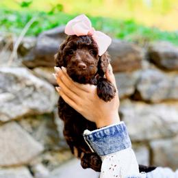 Sierra - Chocolate female Goldendoodle puppy in North Carolina from Tuxedo Mountain Doodles
