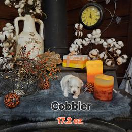 Cobbler - White male Maltese puppy in Terrell, Texas from PBJ Farms
