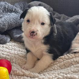 Sua - Black and white female Border Collie puppy in Mckinney, Texas from Border Collies of Ruidoso