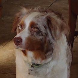 Annie - Australian Shepherd