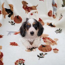 AKC IBC Cream Soda - Dapple male Dachshund puppy in Texarkana, Arkansas from Pasta Pups Miniature Dachshunds
