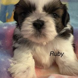 Girl 3 Ruby - Gold and white female Shih Tzu puppy in Madras, Oregon from Maridee’s ShihTzu