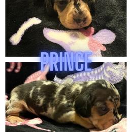 Prince - Dapple male Dachshund puppy in Saint Paul, Minnesota from Vibrant Eyes Doxies