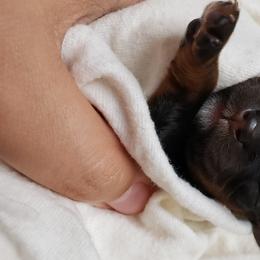 Cavalier King Charles Spaniel Puppies from Heritage Garden Cavaliers