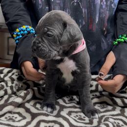 7th pick female - Gray brindle female Cane Corso puppy in Clewiston, Florida from Far From Average Kennels
