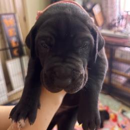 Pink collar - Black female Great Dane puppy in La Vernia, Texas from Thistlewood Danes