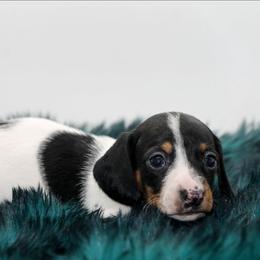 Male 2 - Piebald male Dachshund puppy in Childress, Texas from Taylor Farms