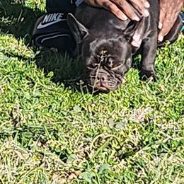 Boy 2 - French Bulldog puppy in Forest Hill, Texas from Tight Pocket House Frenchies & Yorkies