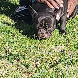 Boy 2 - French Bulldog puppy in Forest Hill, Texas from Tight Pocket House Frenchies & Yorkies