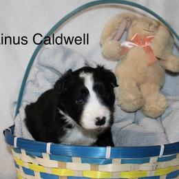 Linus Caldwell - Black male Border Collie puppy in Crawfordsville, Indiana from Rescued Dreams Border Collies