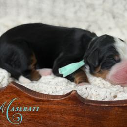 Maserati - Tri-color female Bernedoodle puppy in Henry, Illinois from Rowe Farms Doodles
