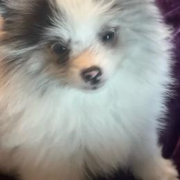 Nova - Blue merle female Pomeranian puppy in Brentwood, California from Royalpawpoms