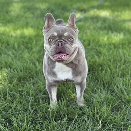 Audie - French Bulldog