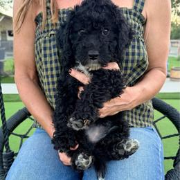 Girl 1 - Black female Bernedoodle puppy in Yuba City, California from Ranch House Doodles