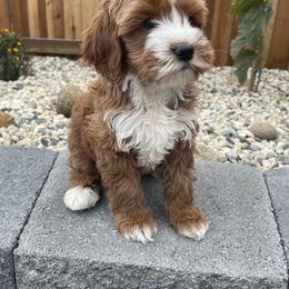 Australian Labradoodle and Goldendoodle Puppies from The Moon Doodles